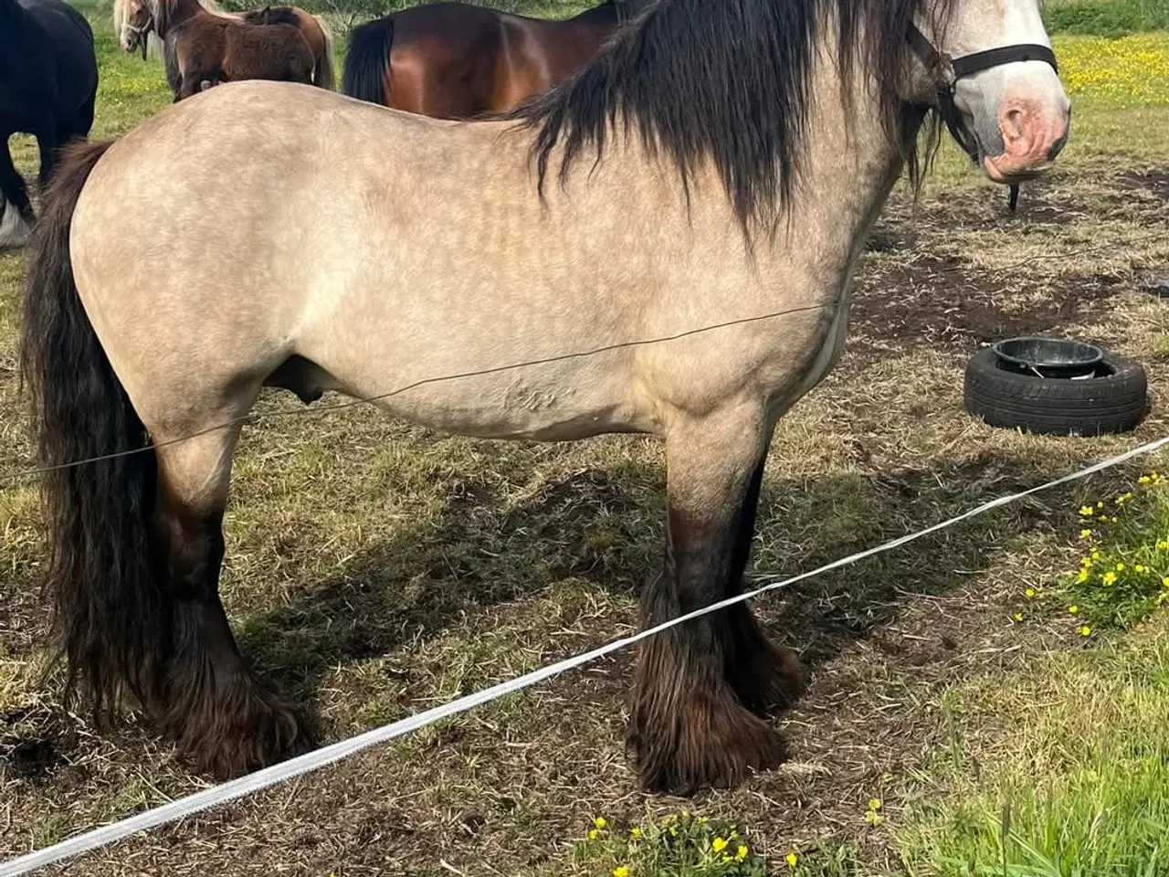 Billede 3 - Lækker dreng sælges