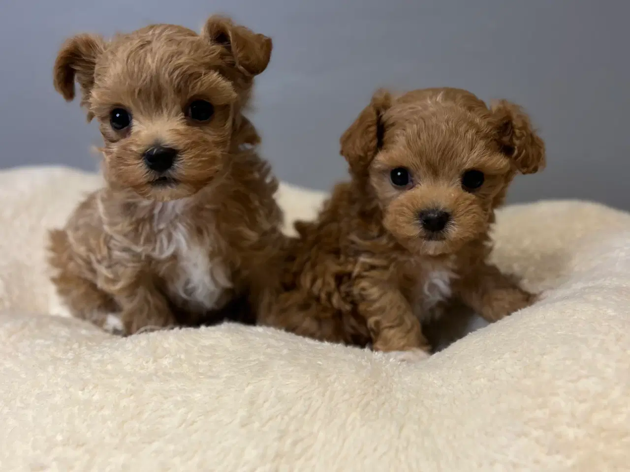 Billede 3 - Mini Maltipoo dreng
