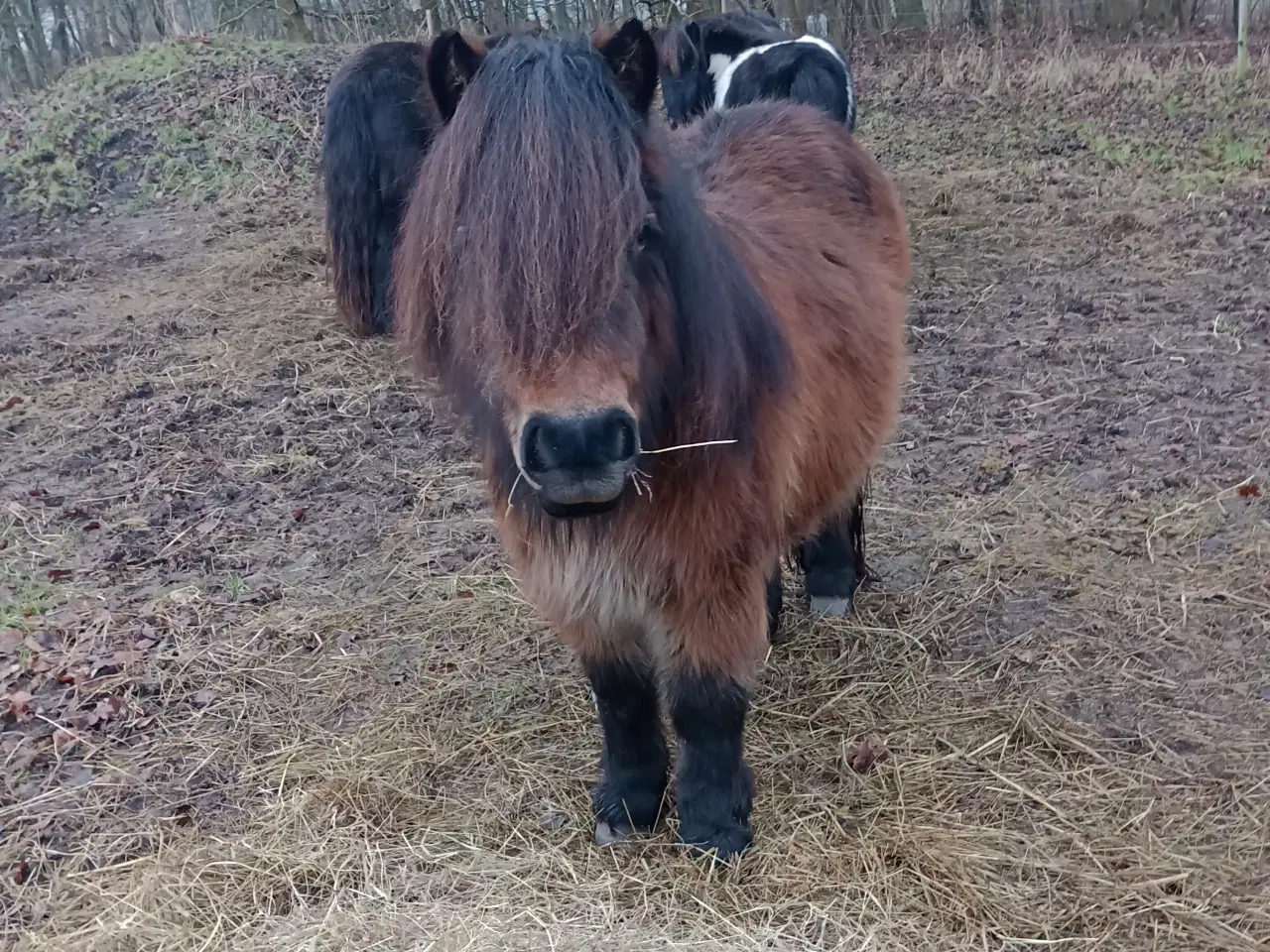 Billede 11 - Lækker shetlænder hoppe