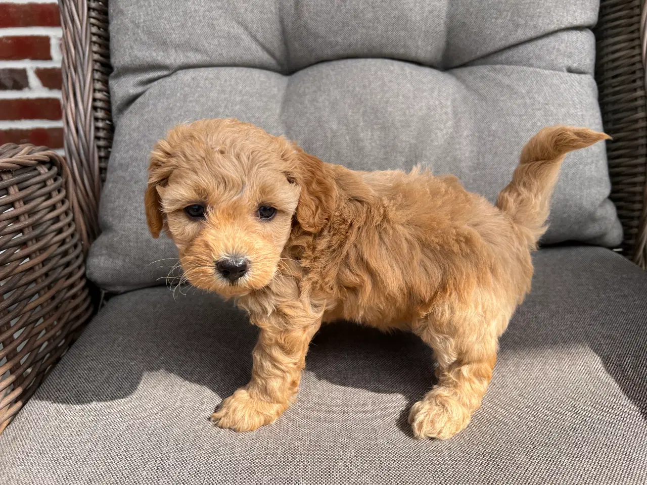 Billede 2 - Maltipoo hvalpe