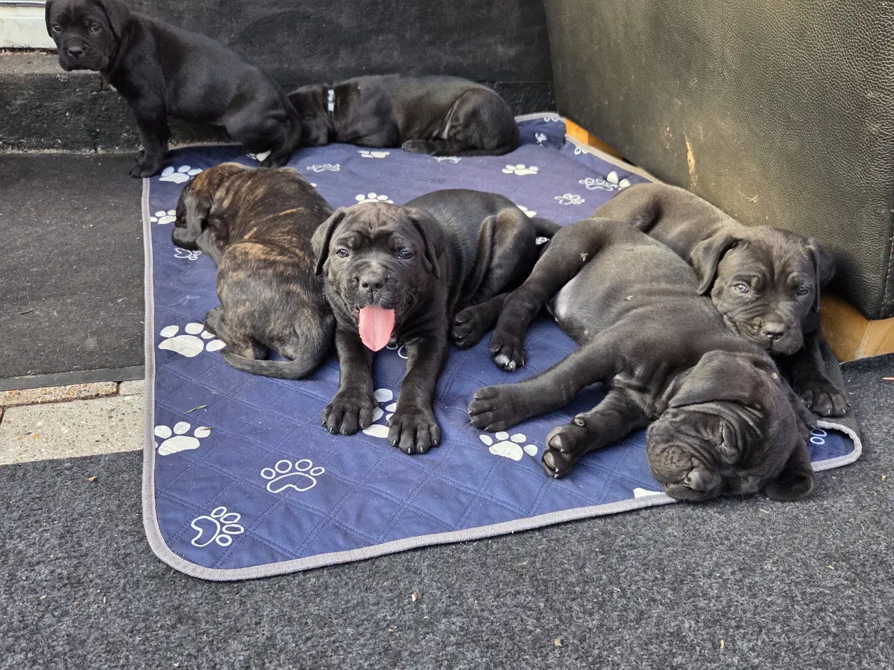 Billede 8 - CaneCorso hvalpe