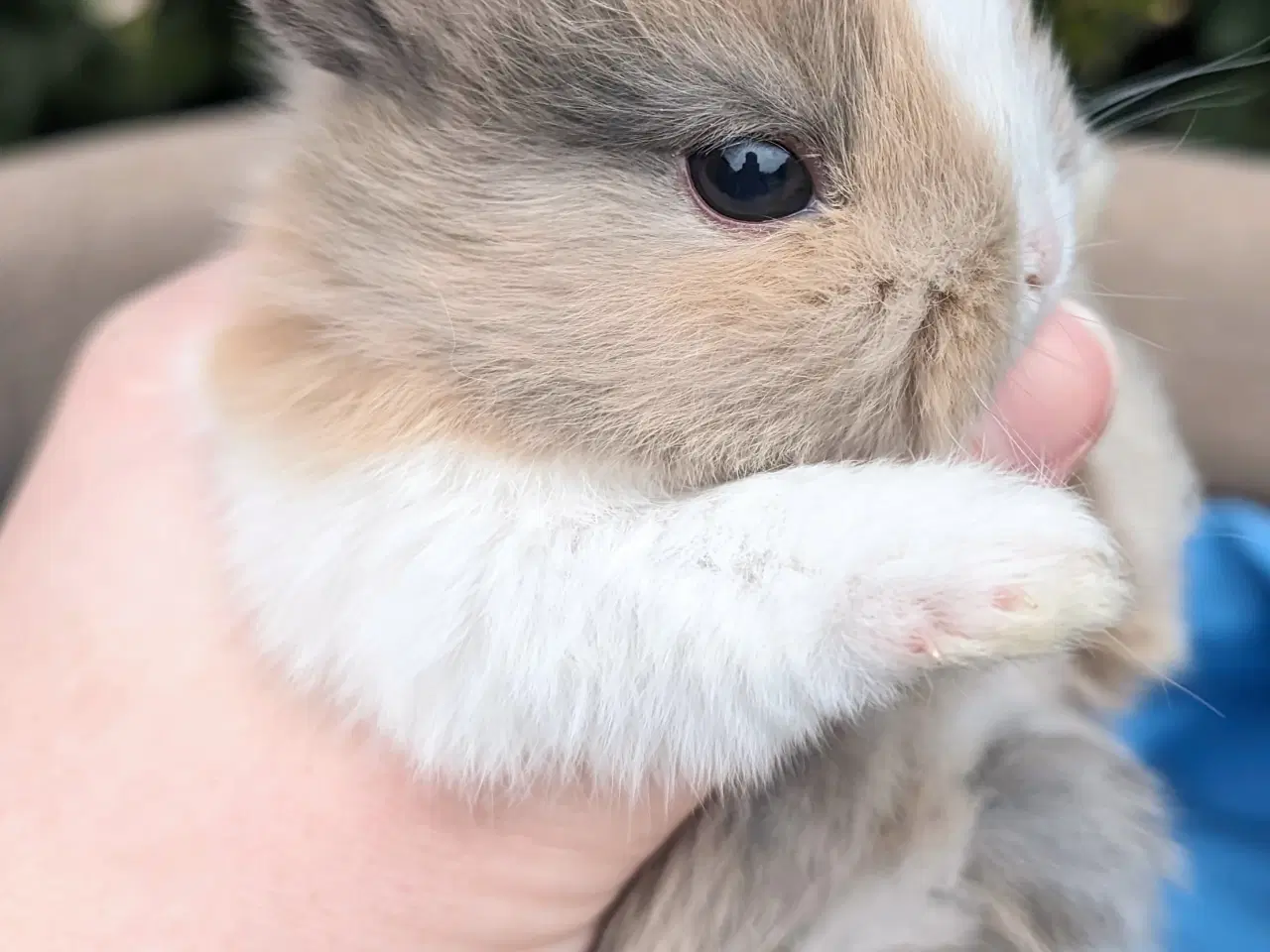 Billede 6 - Hermelin kaninunge sælges