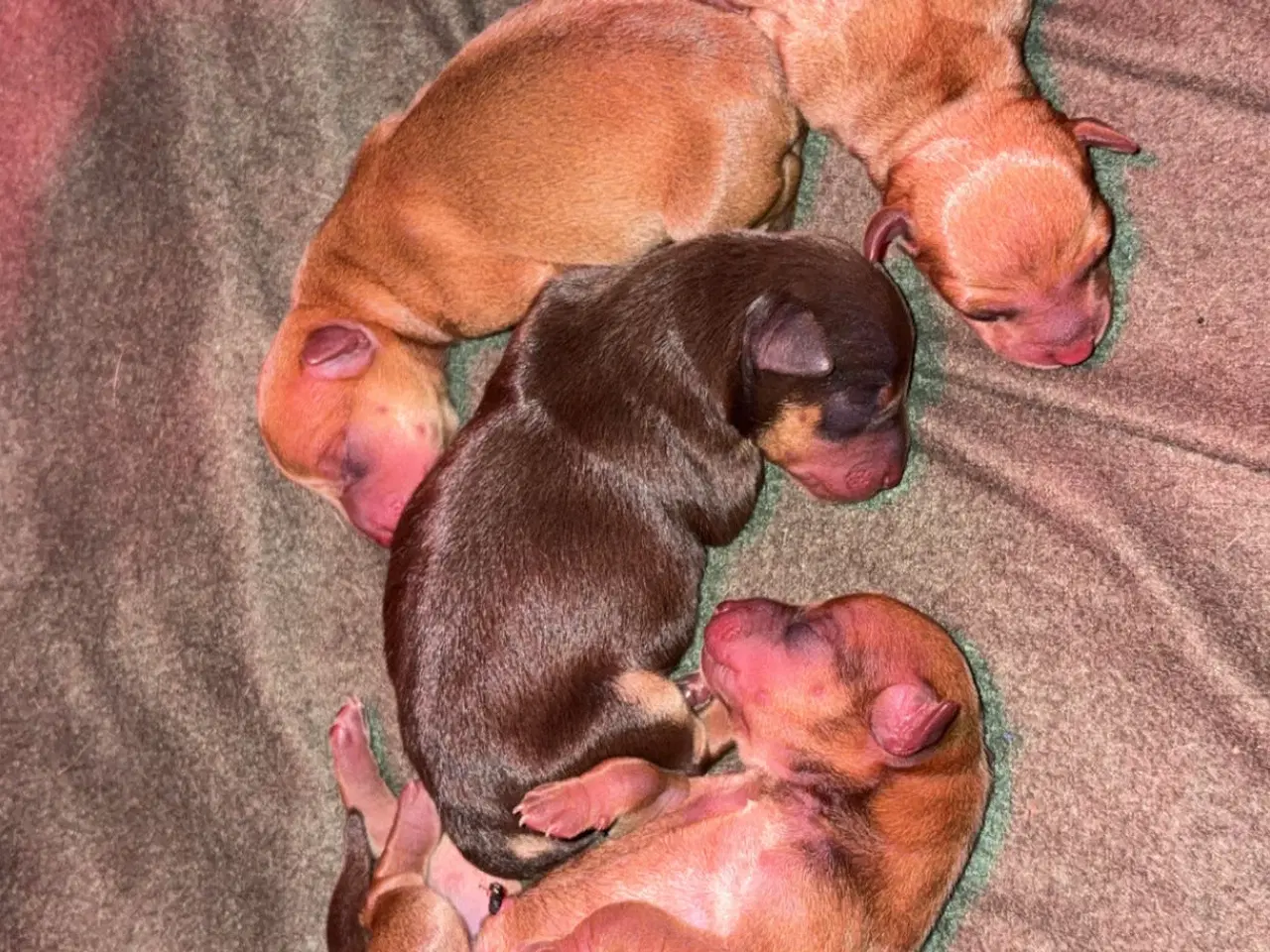 Billede 1 - Dværg Pinscher / Prazsky Krysarik