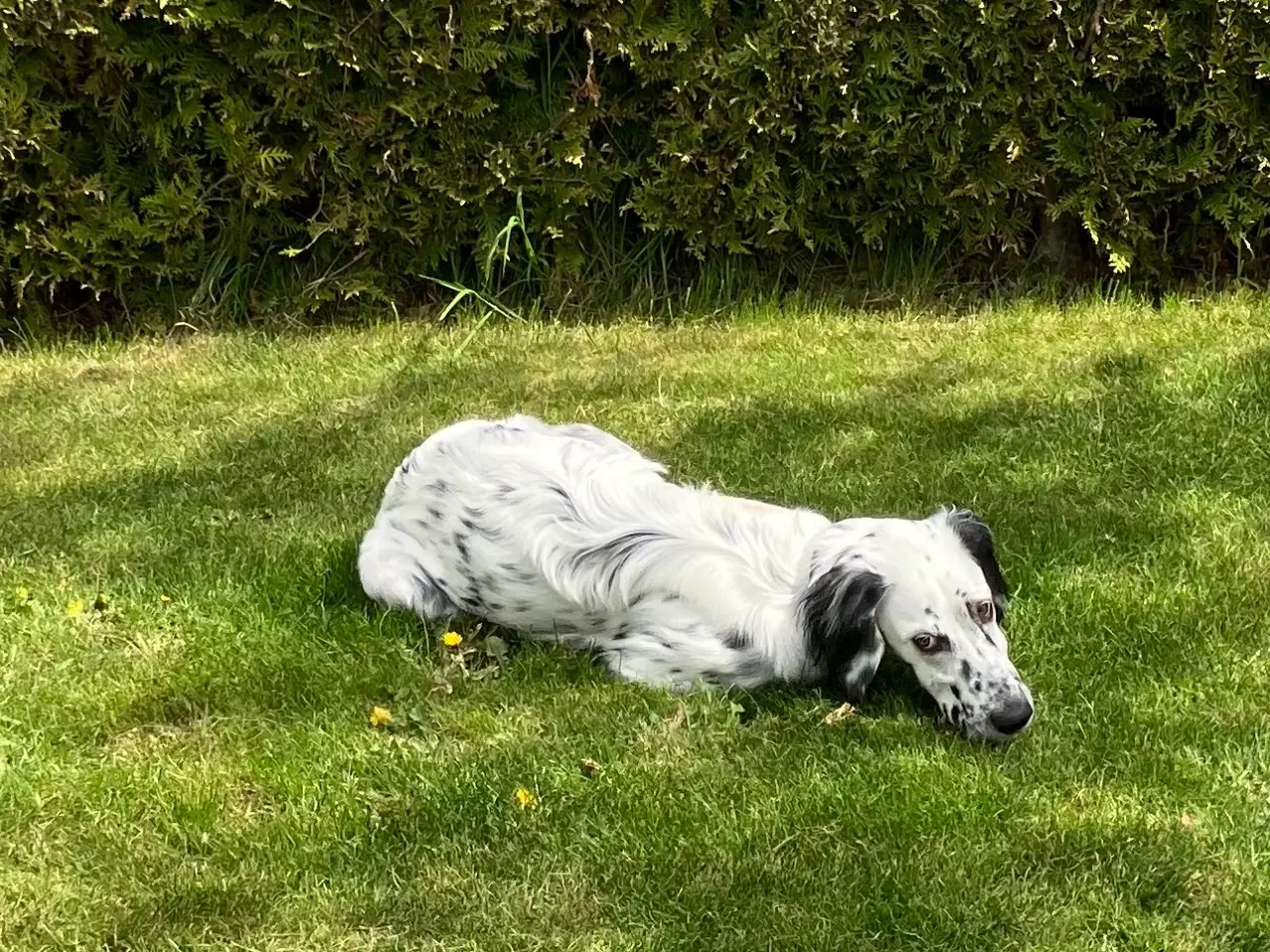 Billede 3 - Engelsk setter, hanhund på 10 måneder 