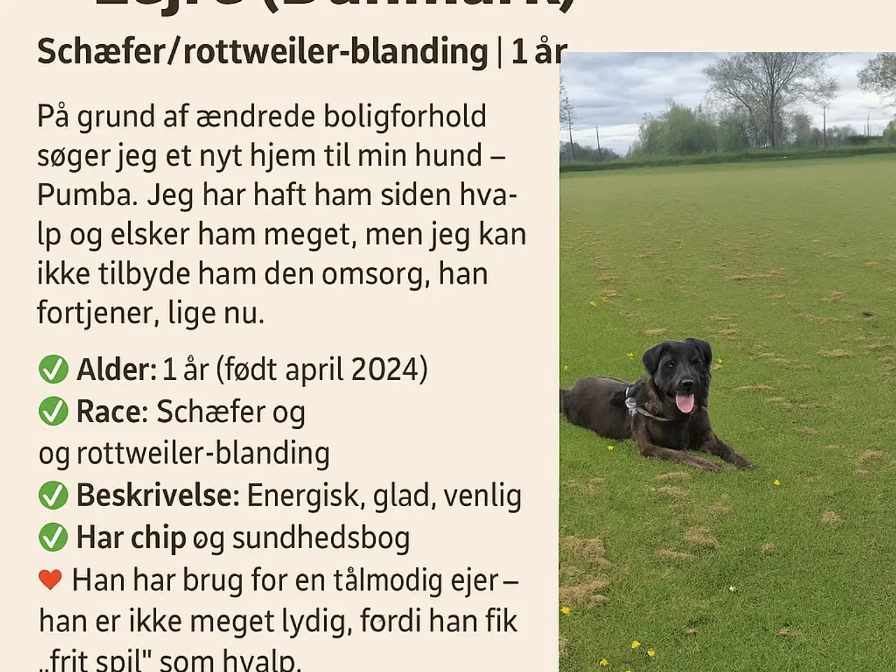 Billede 1 - Oddam za darmo