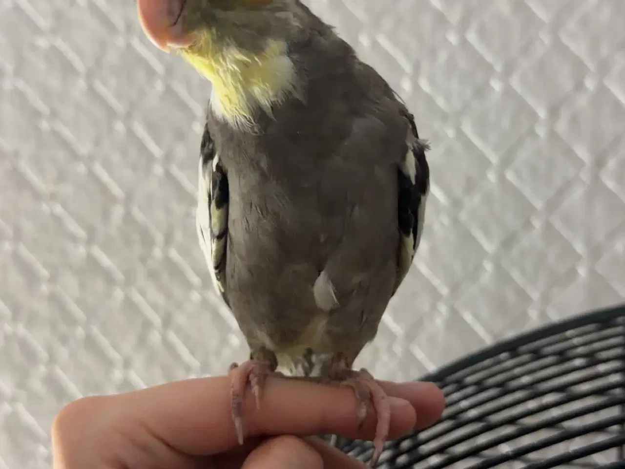 Billede 9 - 100% Tammr nymfeparakit unger