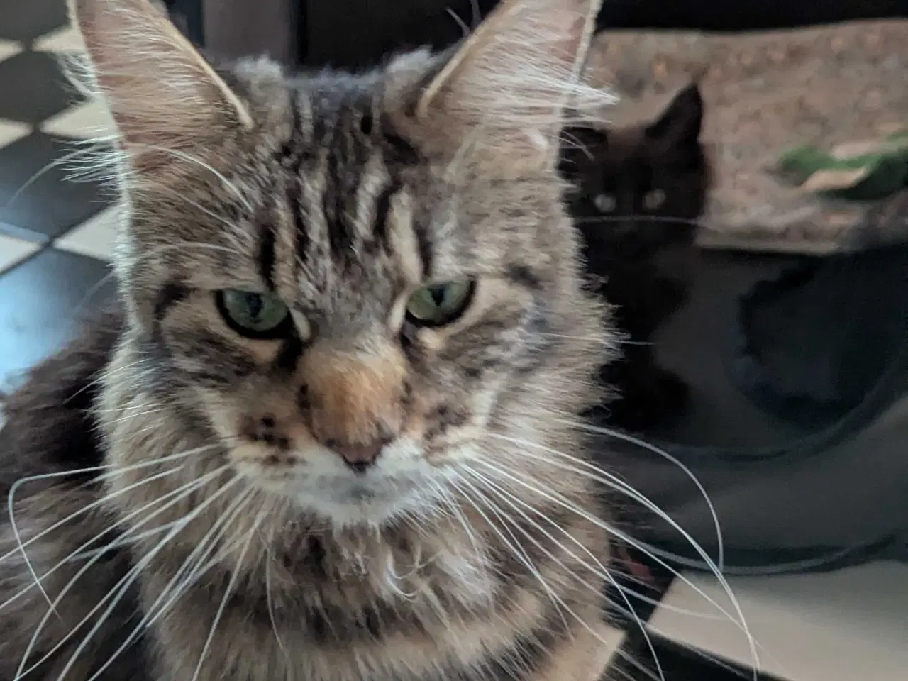 Billede 11 - Maine coon killinger med stambøger 