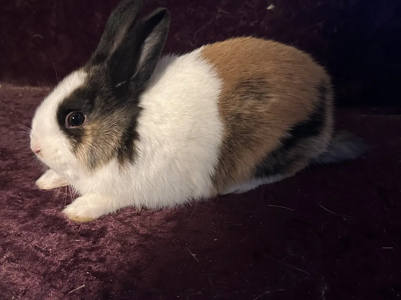 Billede 10 - Hollænder