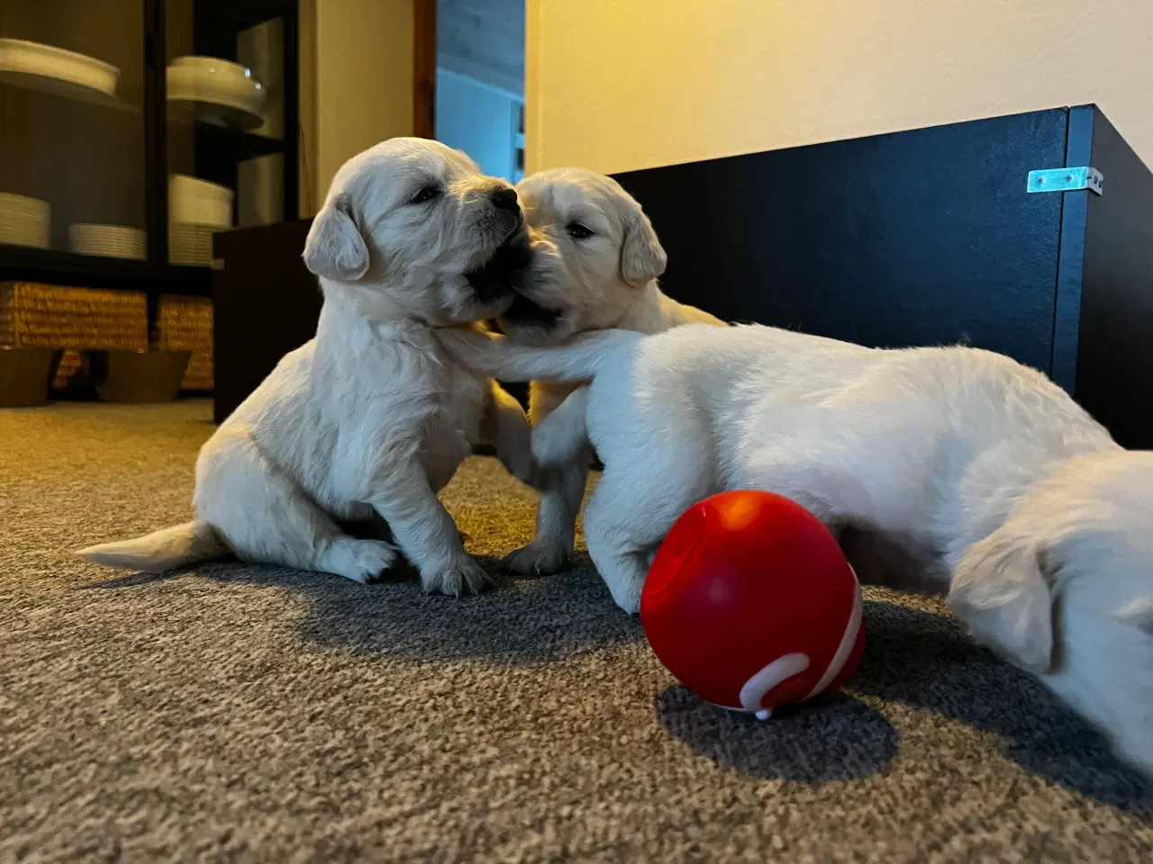 Billede 4 - Golden Retriever hvalpe 