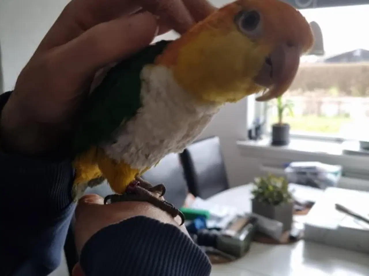 Billede 4 - Papegøje Caique 3 år Han