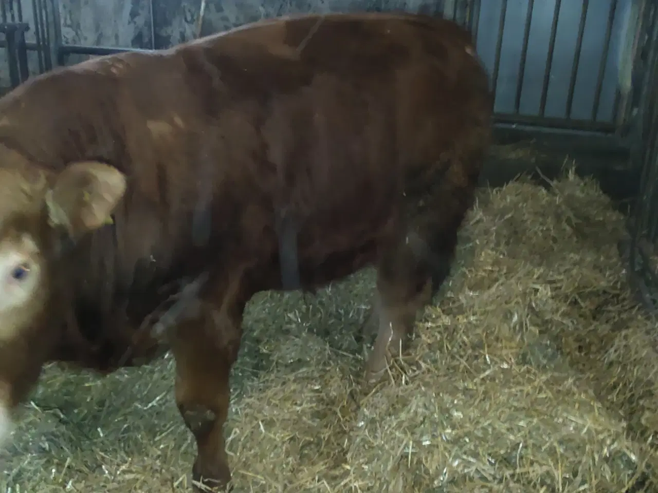 Billede 2 - Limousine Tyr