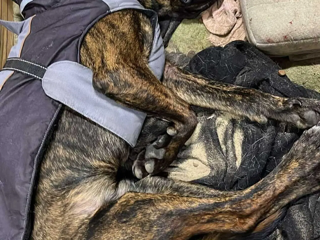 Billede 7 - Dejlige og sjove Rollo søger sin 4-ever familie🏡