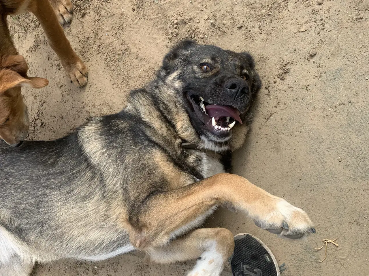 Billede 12 - Skøn bamse søger familie! 🤎