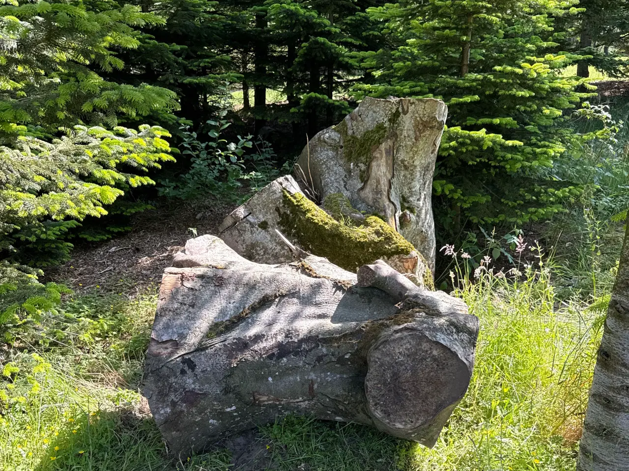 Billede 2 - Stubbe