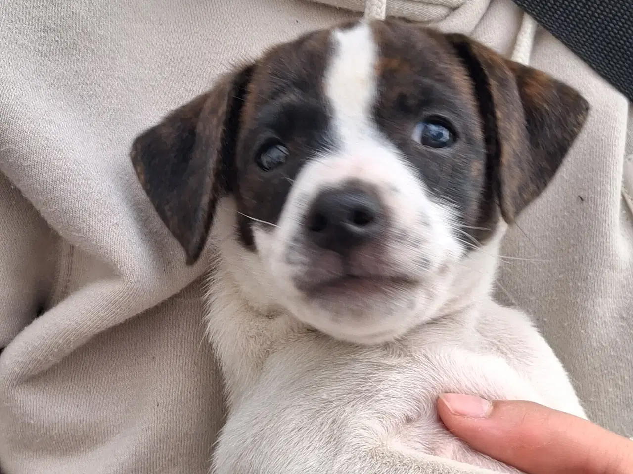 Billede 5 - Skønneste d/s gårdhund hvalp 