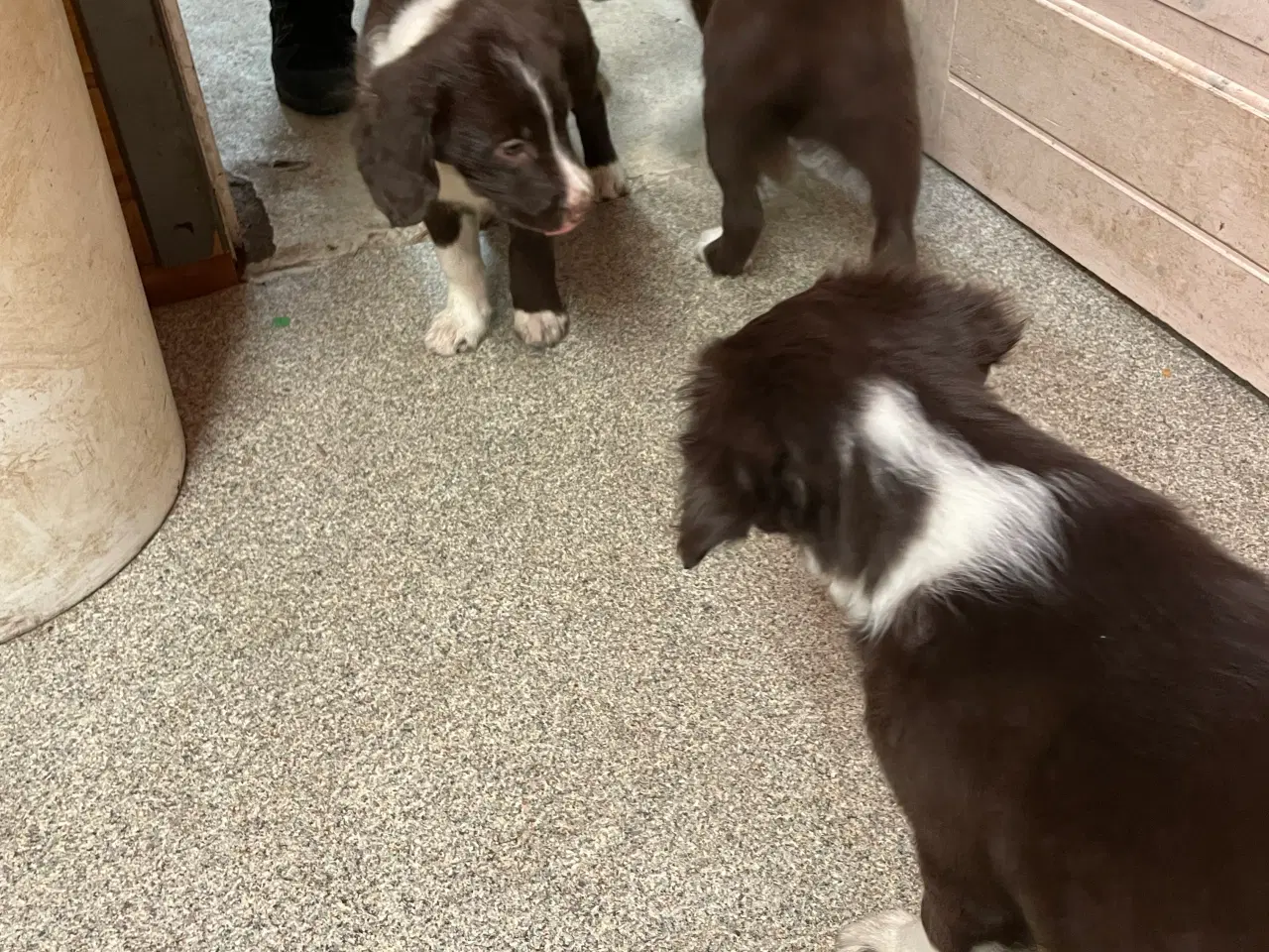 Billede 2 - Springer spaniel