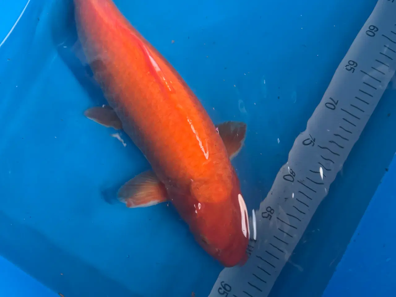 Billede 3 - Japansk koi