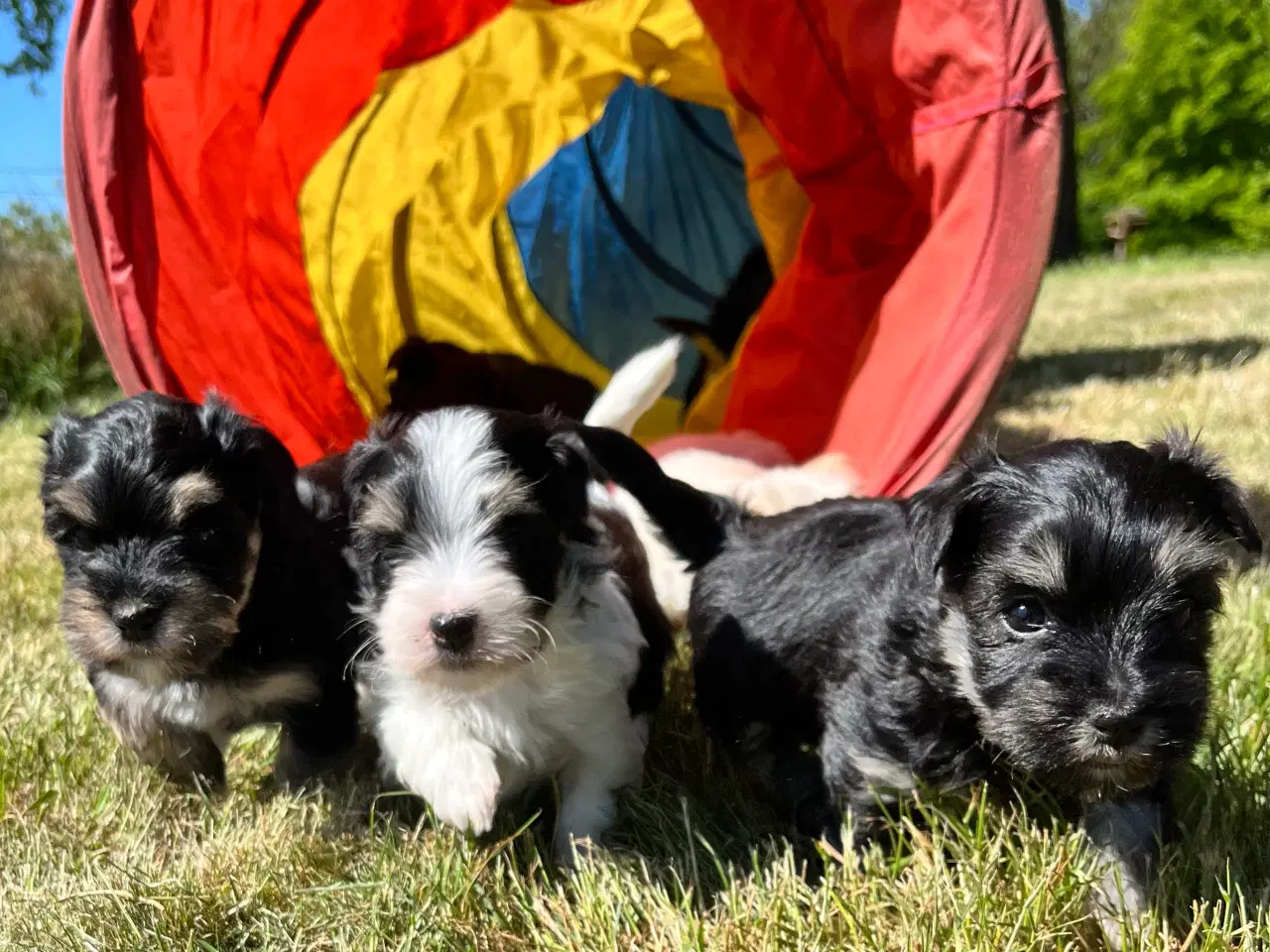 Billede 3 - Klar til sommerferien - Bichon Havanaise hvalpe 