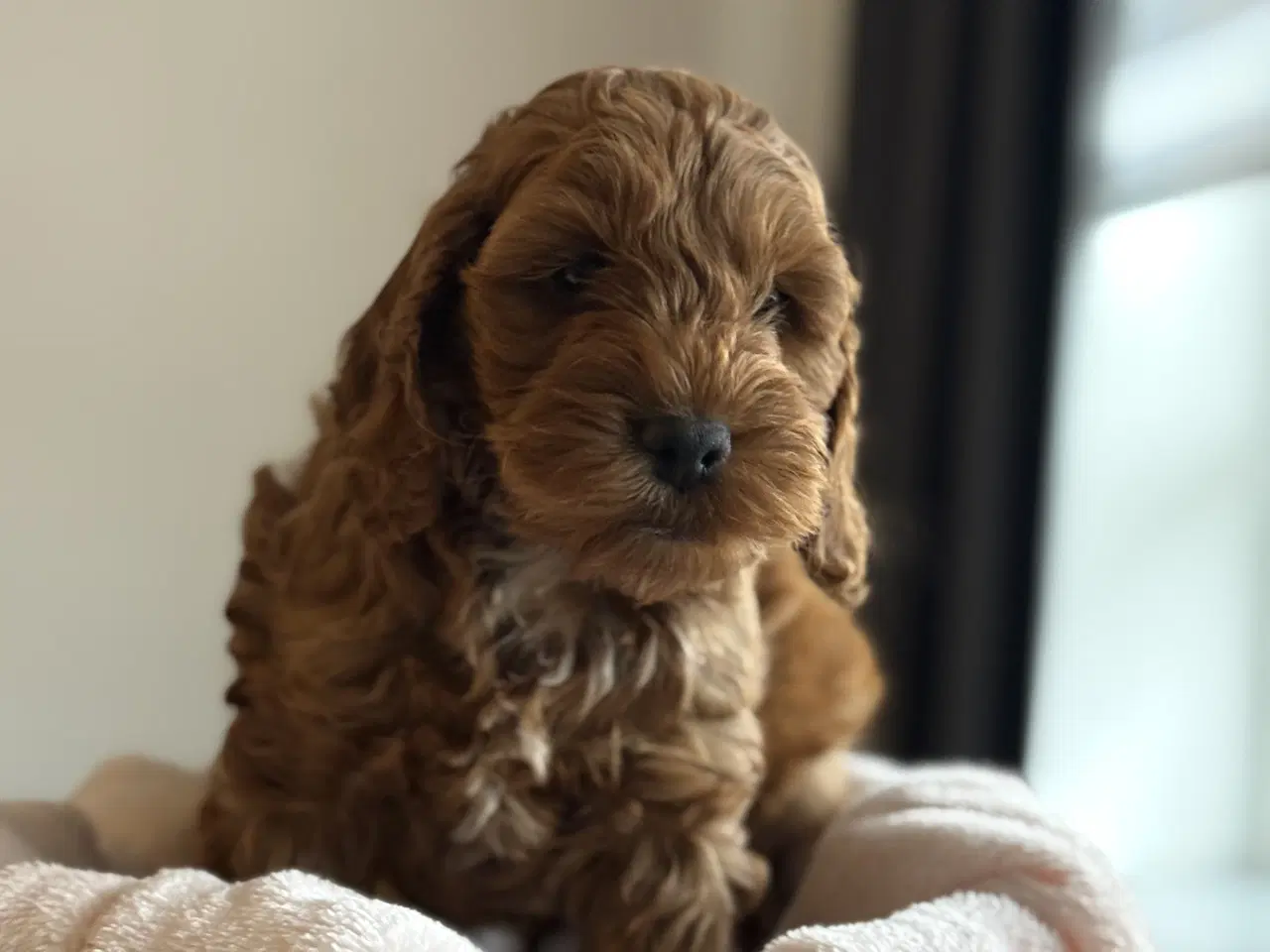 Billede 13 - Cockapoo hvalpe 8 uger 