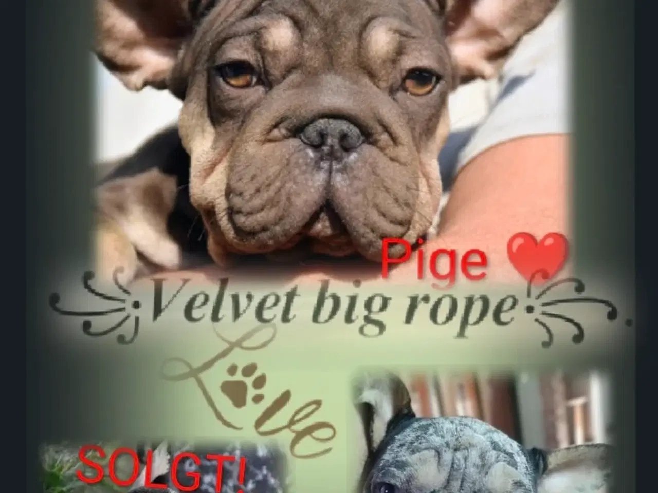 Billede 1 - Fransk Velvet bulldog. NEDSAT!