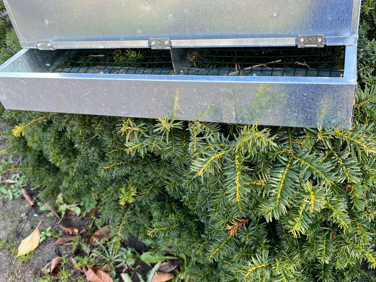 Billede 2 - Forsvindnings reder til 2 høns