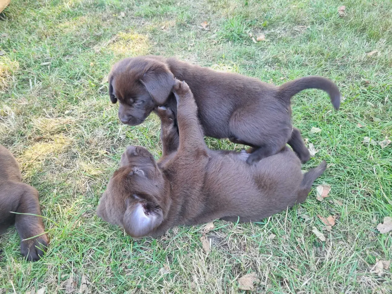 Billede 10 - Brun Labrador gammel slags