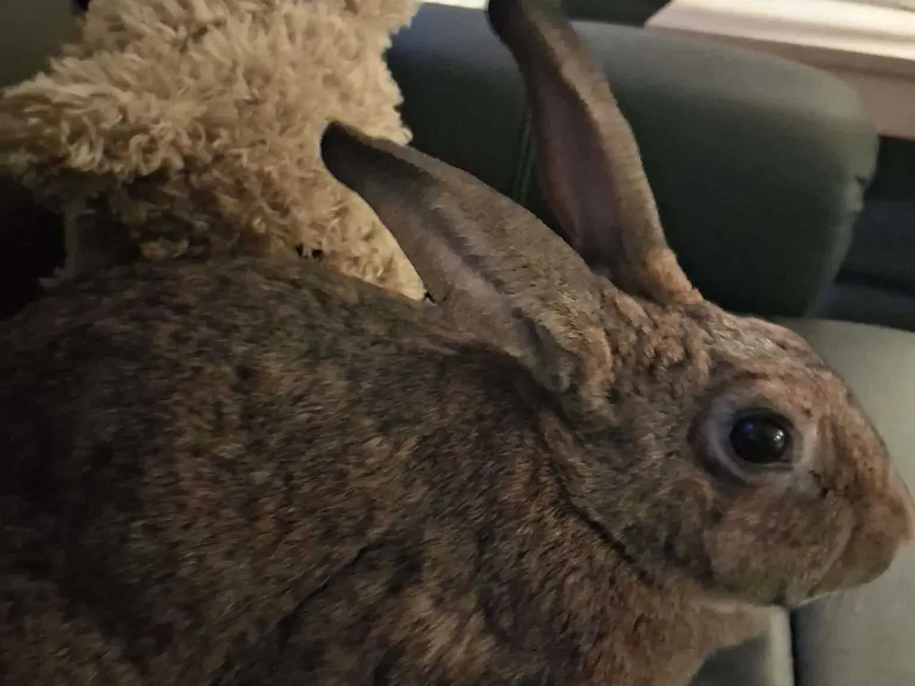 Billede 2 - Rex hun kanin