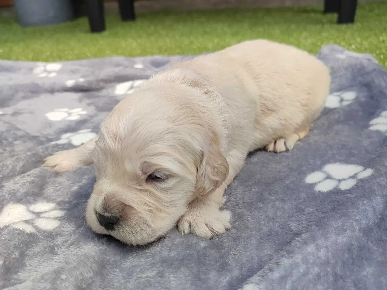 Billede 5 - Golden Retriever Hvalpe 