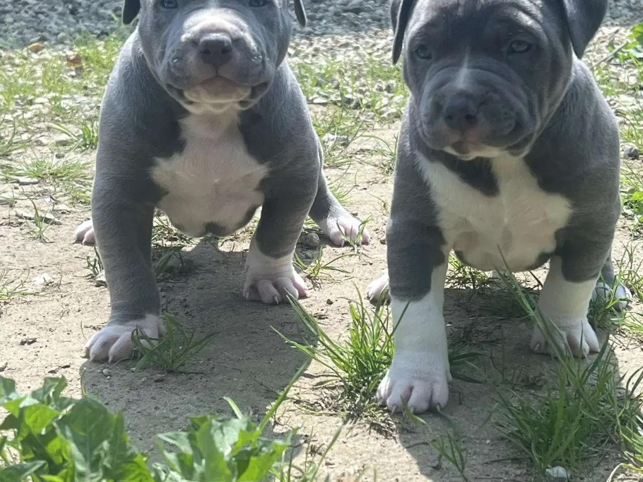 Billede 8 - Smukke American Bully XL-hvalpe med stamtavle ❤️