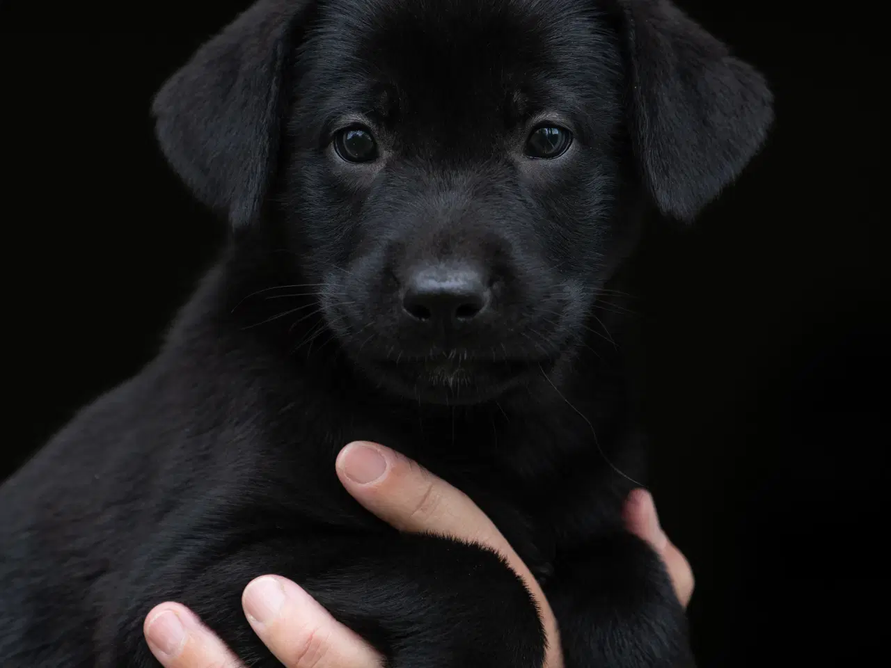 Billede 8 - Labrador schæfer hvalpe klar til nye hjem 