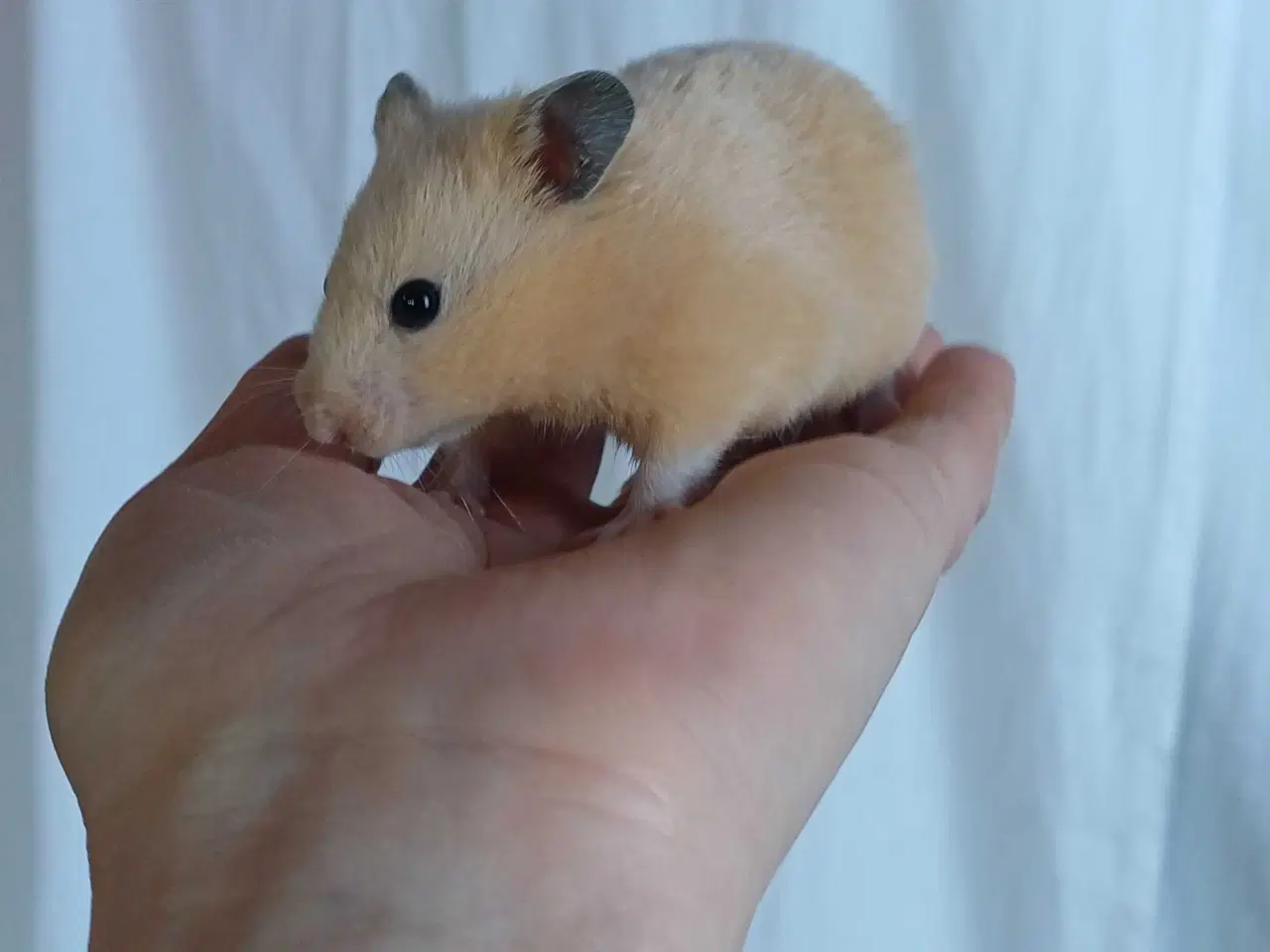 Billede 16 - Guldhamster unger