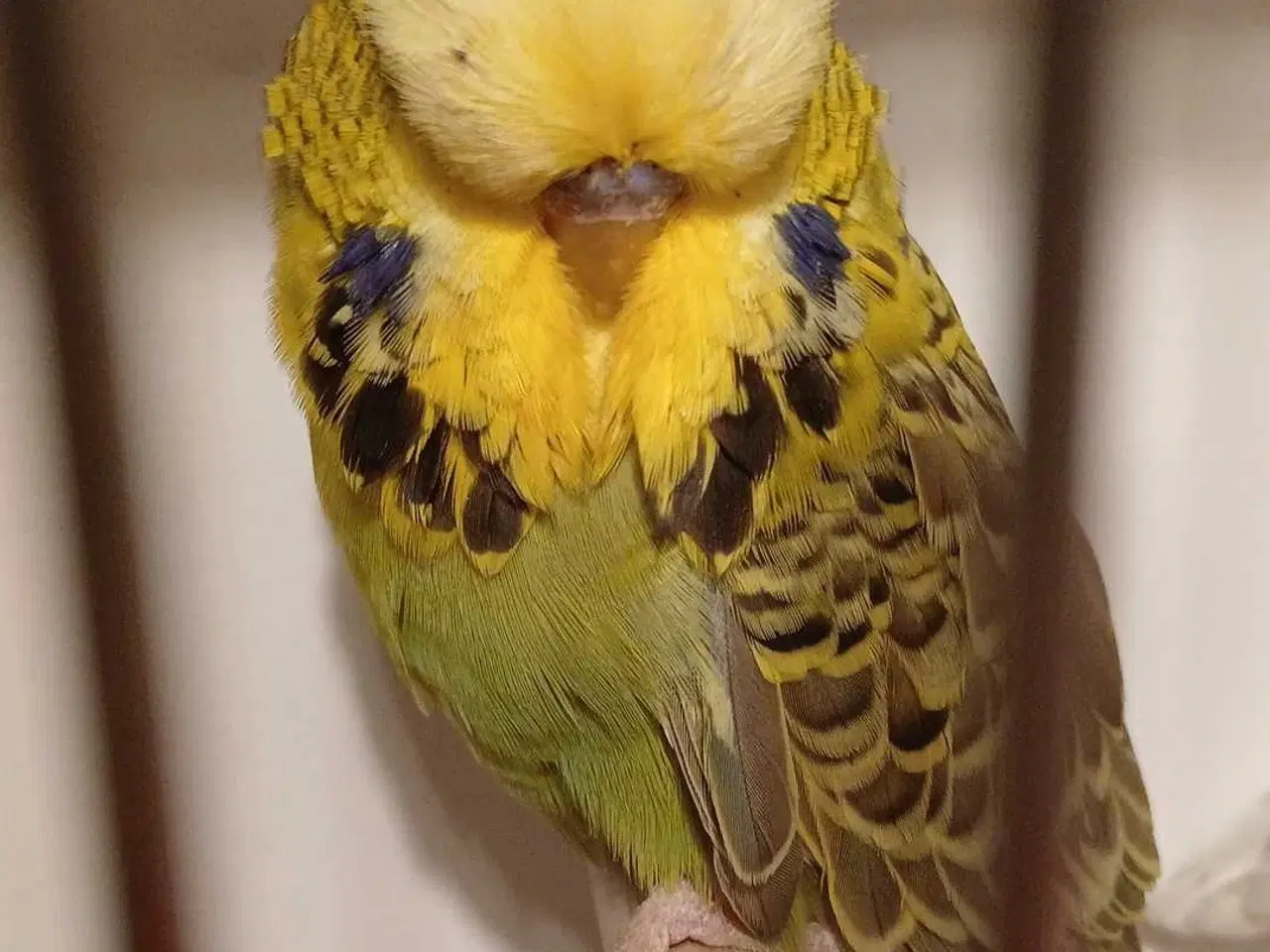 Billede 2 - Engelske undulater