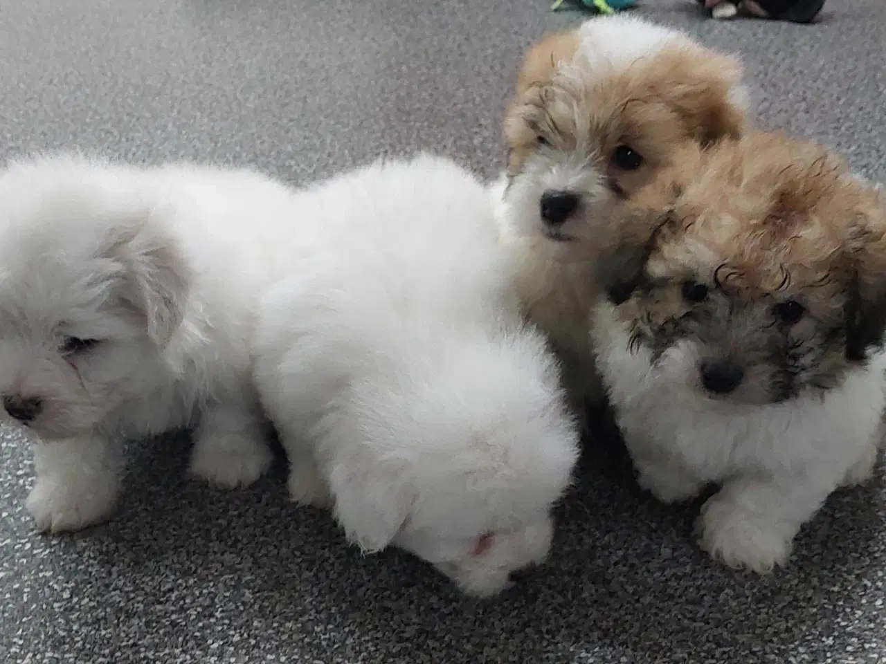 Billede 3 - Coton de tulaer