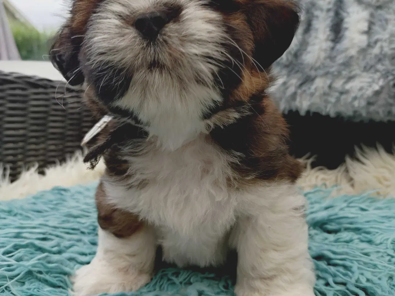 Billede 3 - Lhasa apso med stambog
