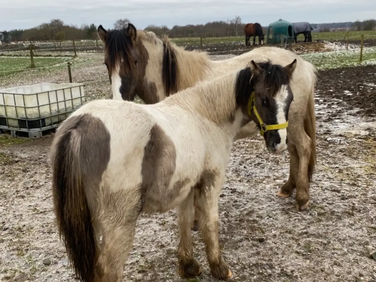 Billede 7 - Hingste plage 