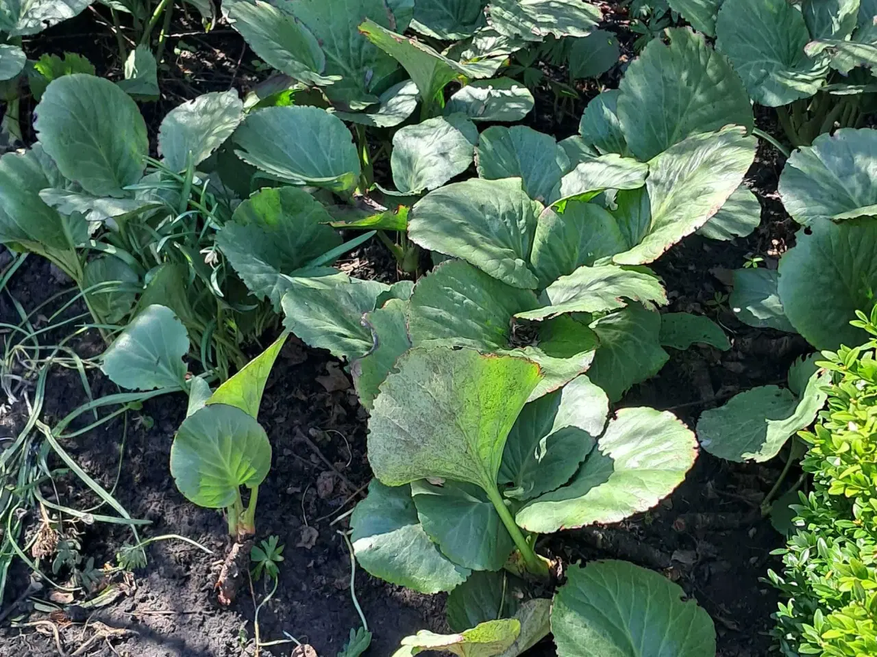 Billede 1 - Mange Elefantører sælges