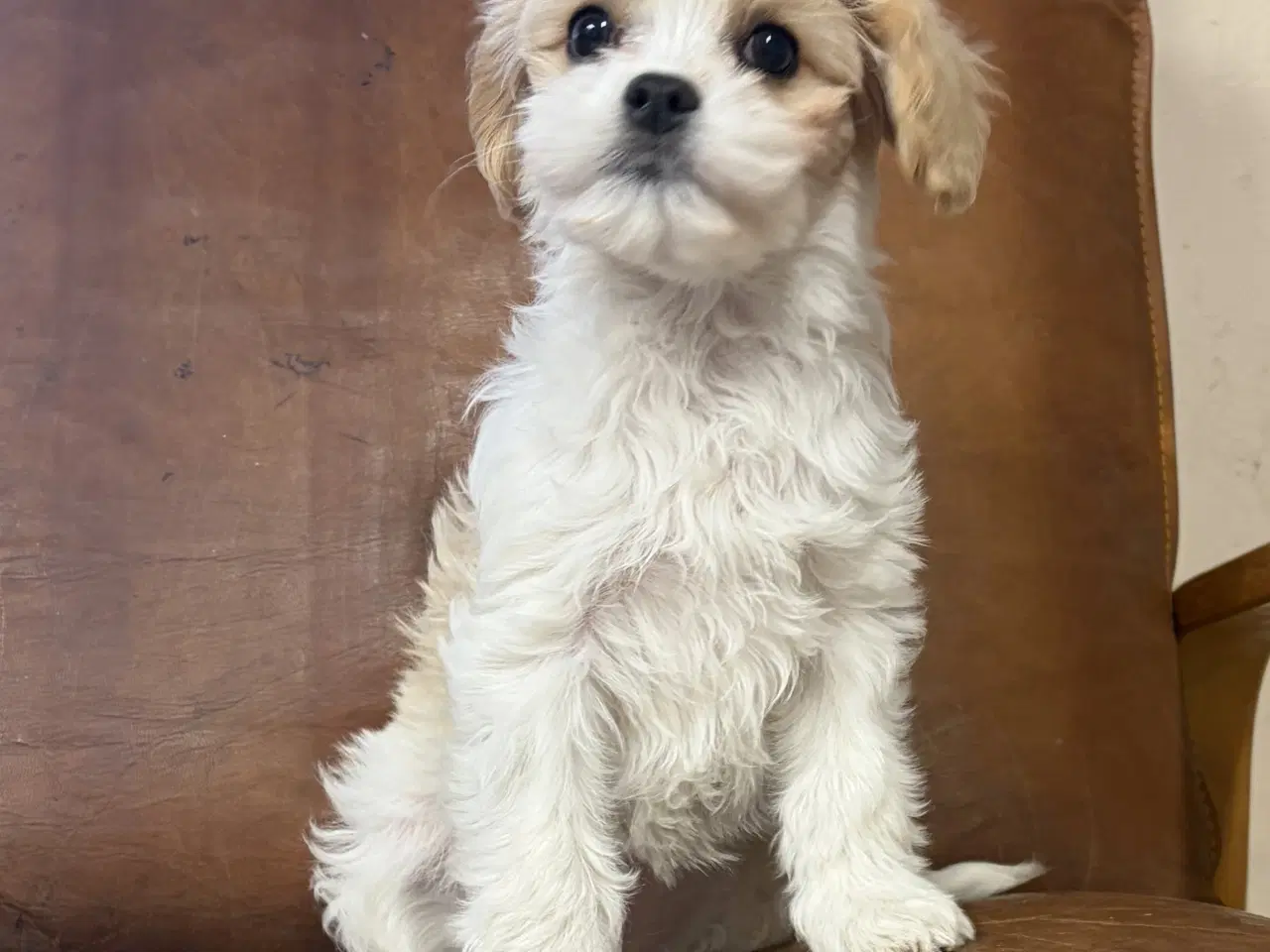 Billede 2 - Den smukkeste Mini Cavapoo pige 