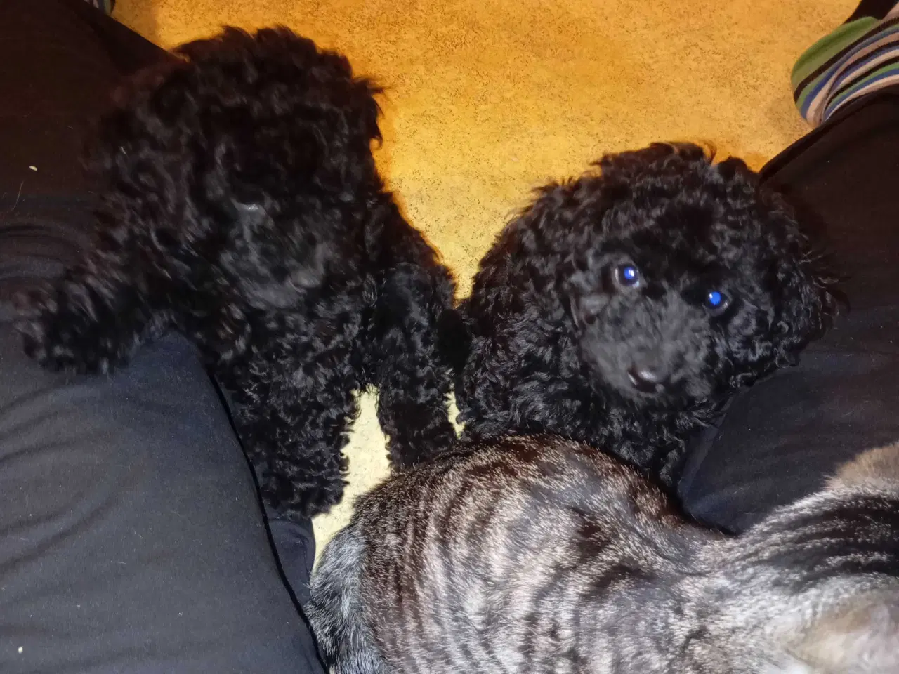 Billede 13 - F1b cockerpoo tæver 
