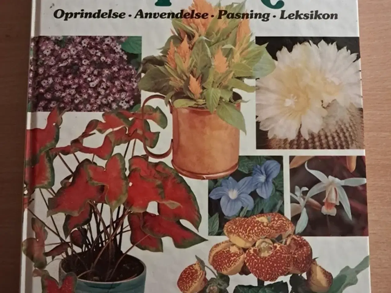 Billede 1 - Bogen om Stueplanter Bog