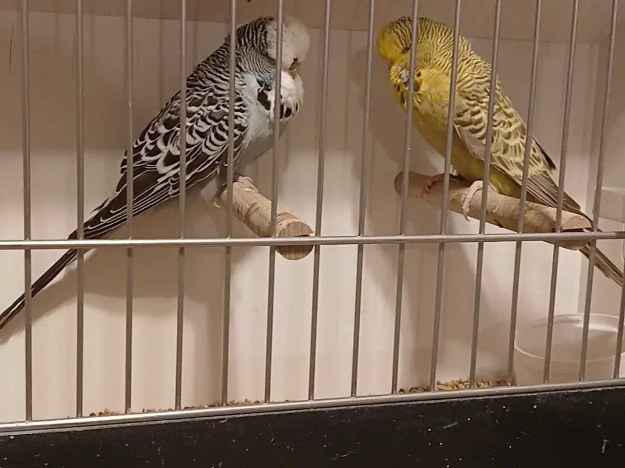 Billede 6 - 1 par Engelske undulater