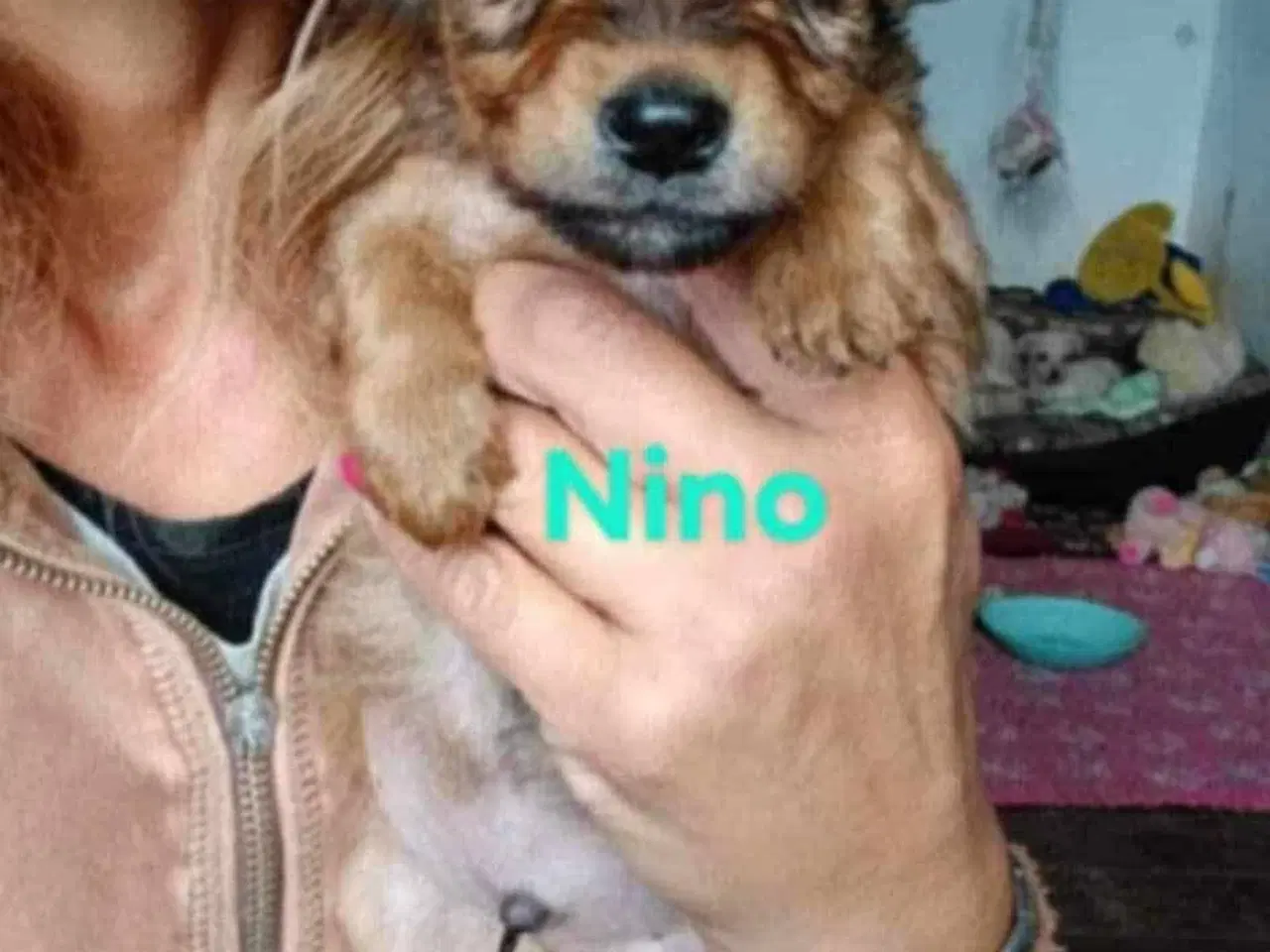 Billede 8 - Sødeste Nino leder efter ny familie 🩵