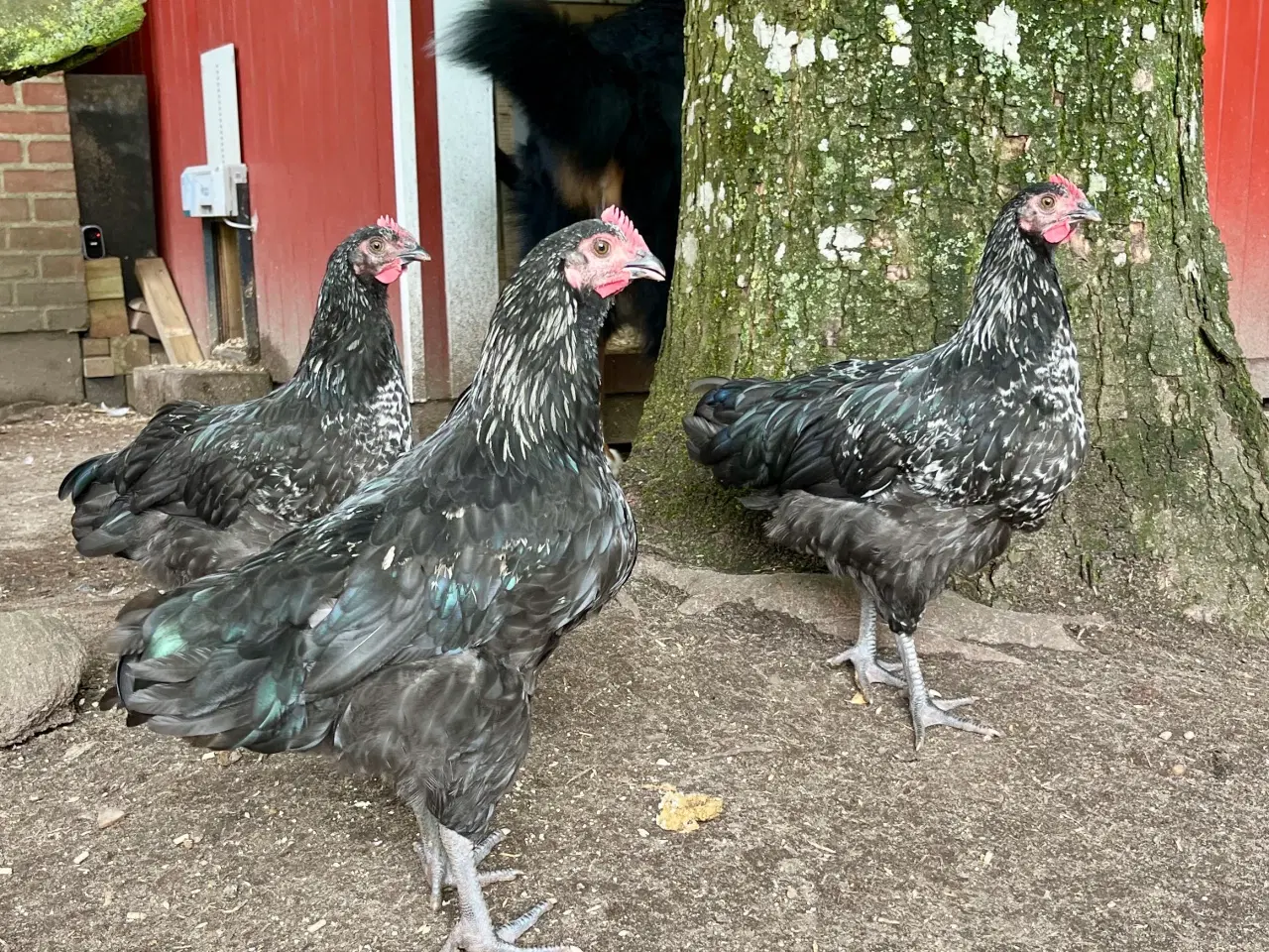 Billede 3 - 4 smukke haner blanding Australorps/ lys sussex