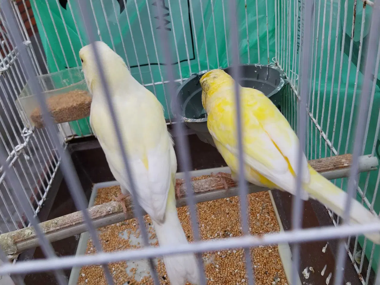 Billede 3 - 2 stk kanariefugle