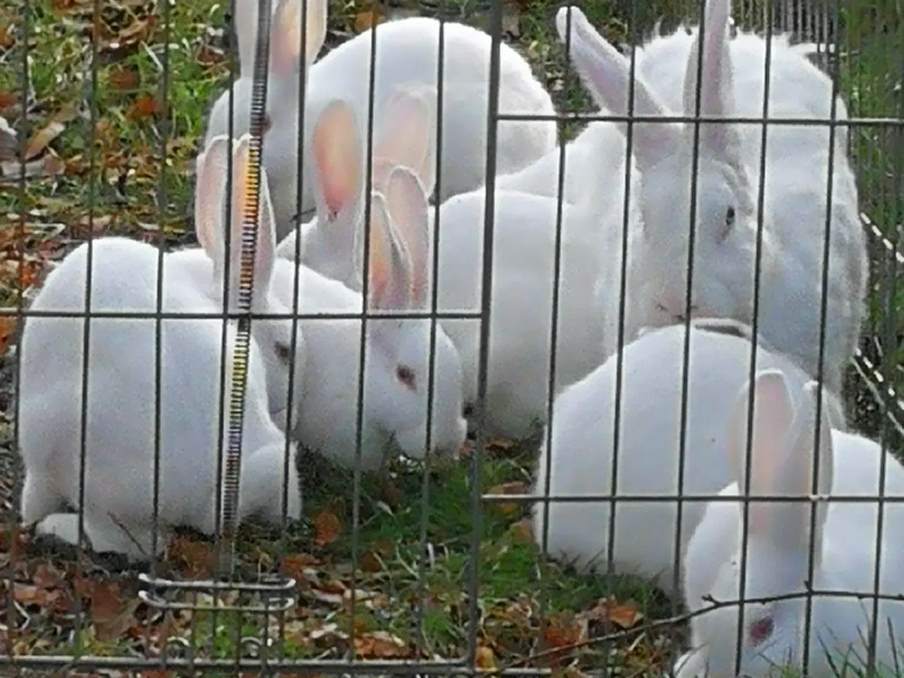 Billede 9 - Hvid Land kanin unger.