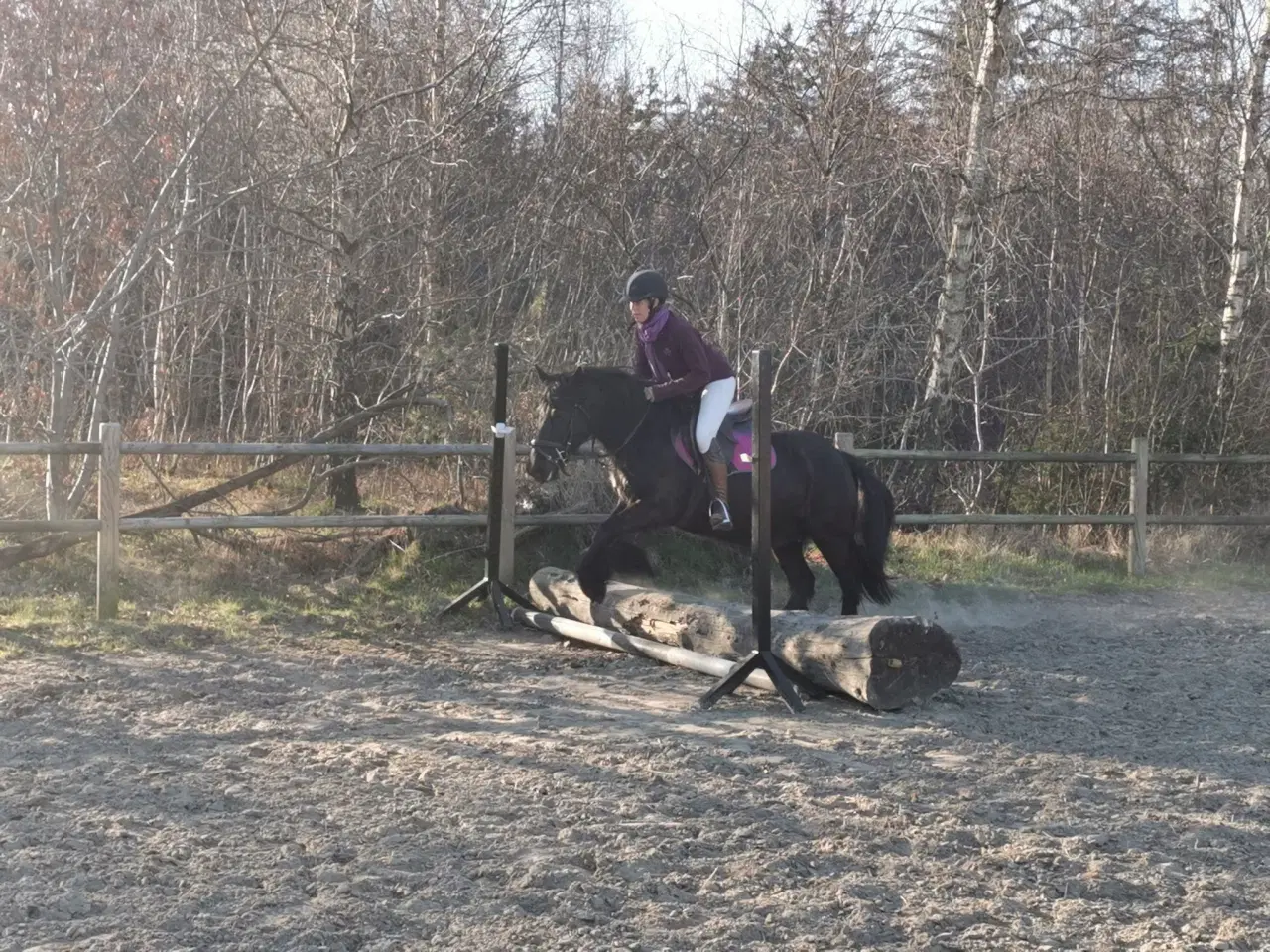 Billede 3 - Fellpony hoppe kåret i 1 kl.