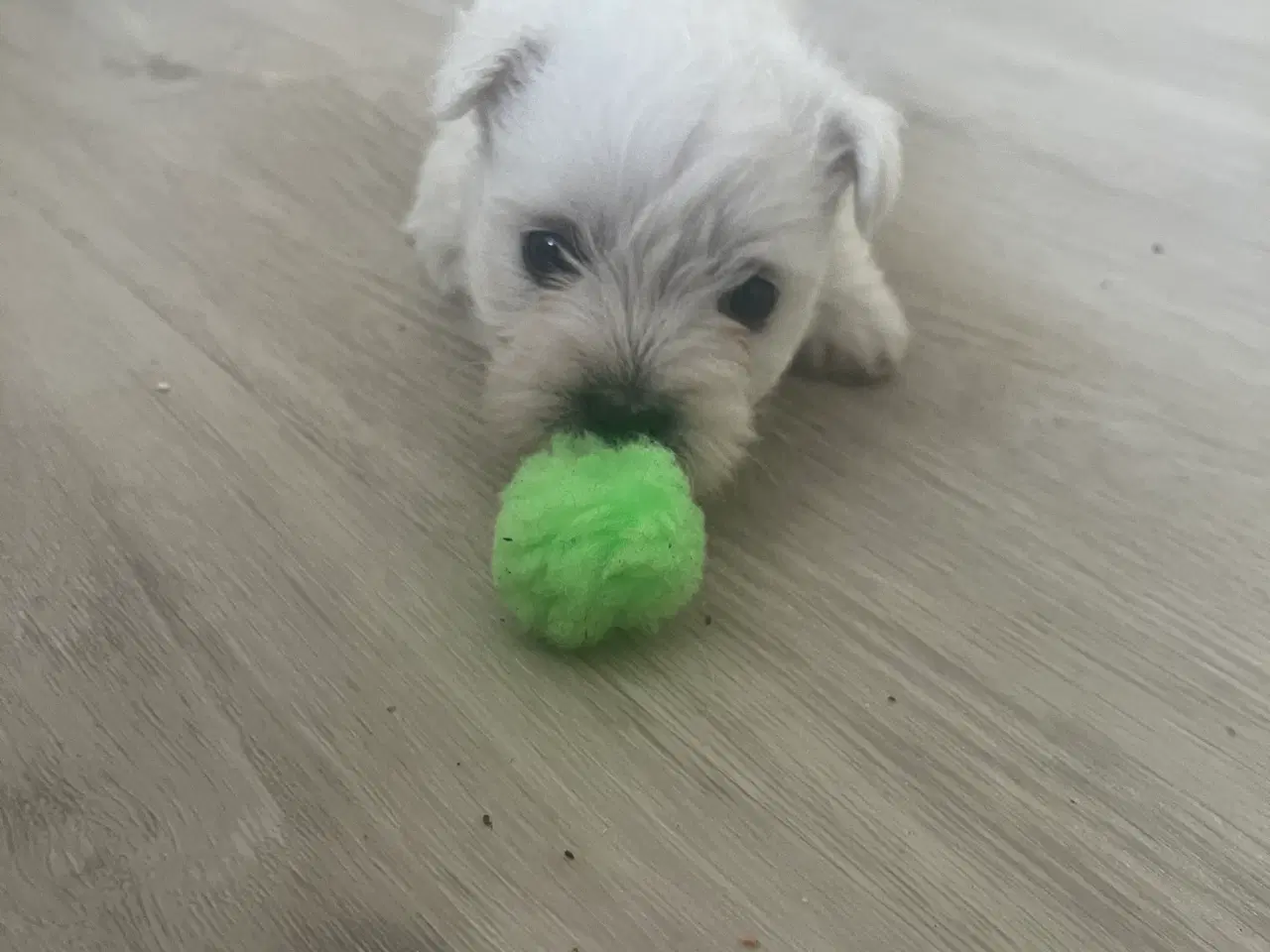 Billede 1 - Skønne Westie / West highland White terrier