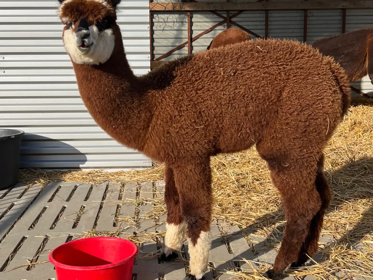 Billede 2 - Alpaca