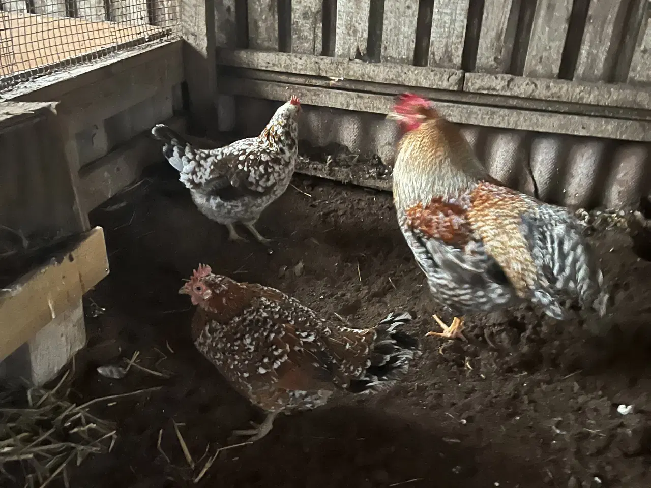 Billede 1 - 8 høns og en hane