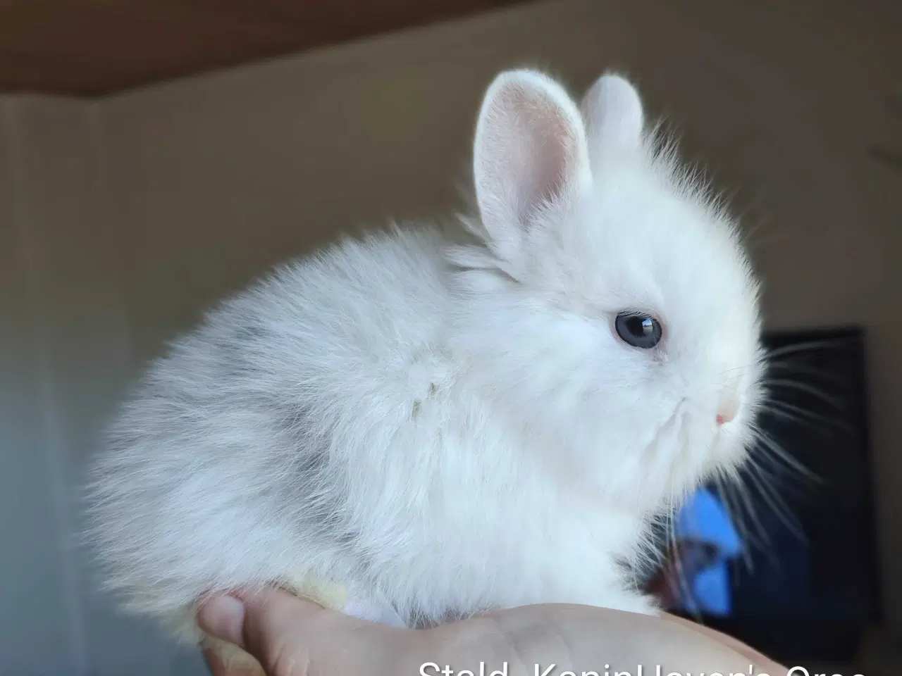 Billede 2 - Stald- KaninHaven's indendørs Fri-Kaniner 🐰
