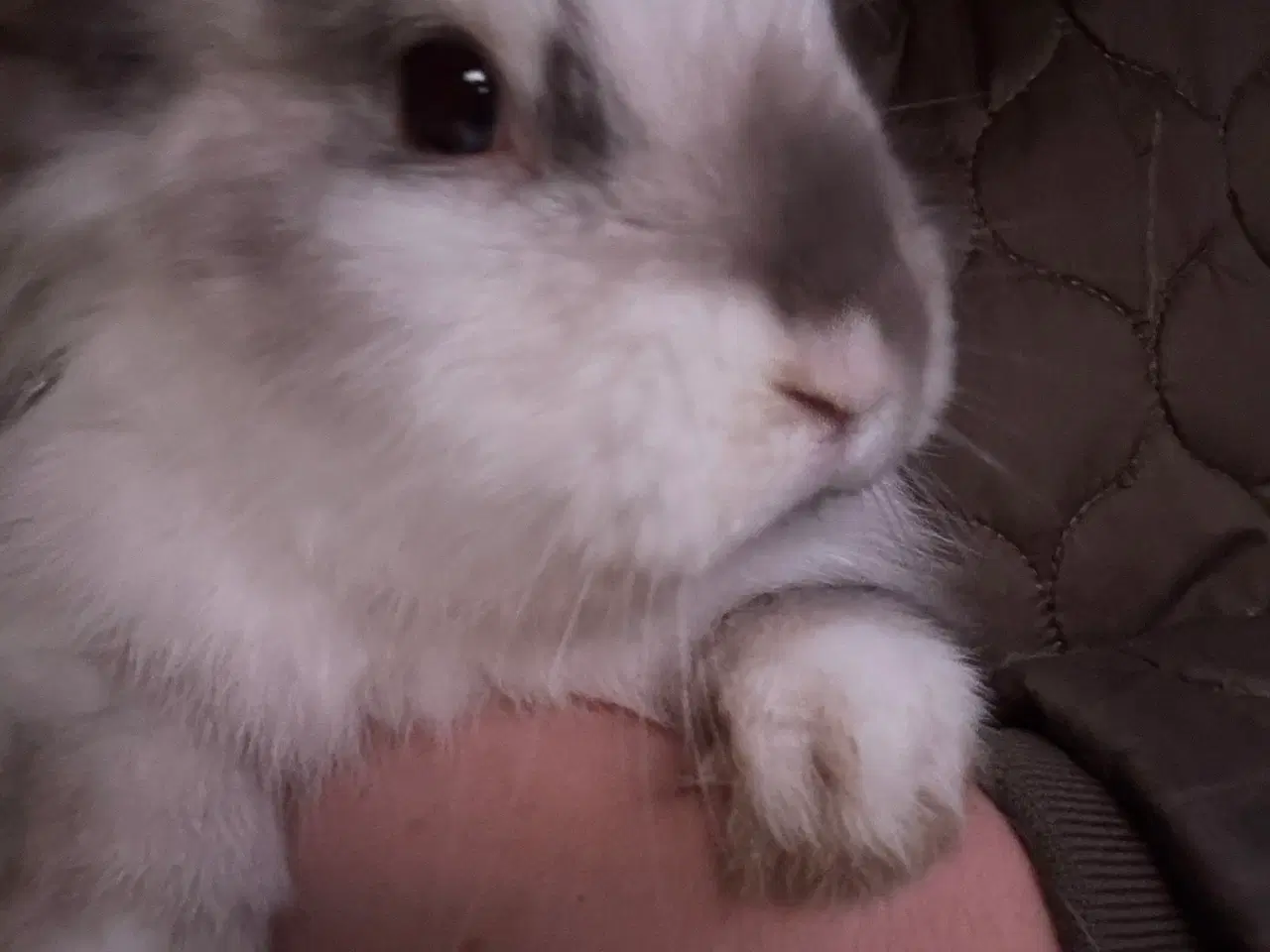 Billede 4 - De fineste kaninunger sælges 